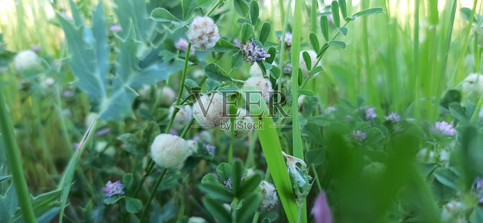 毛三叶草(绒毛三叶草)照片摄影图片