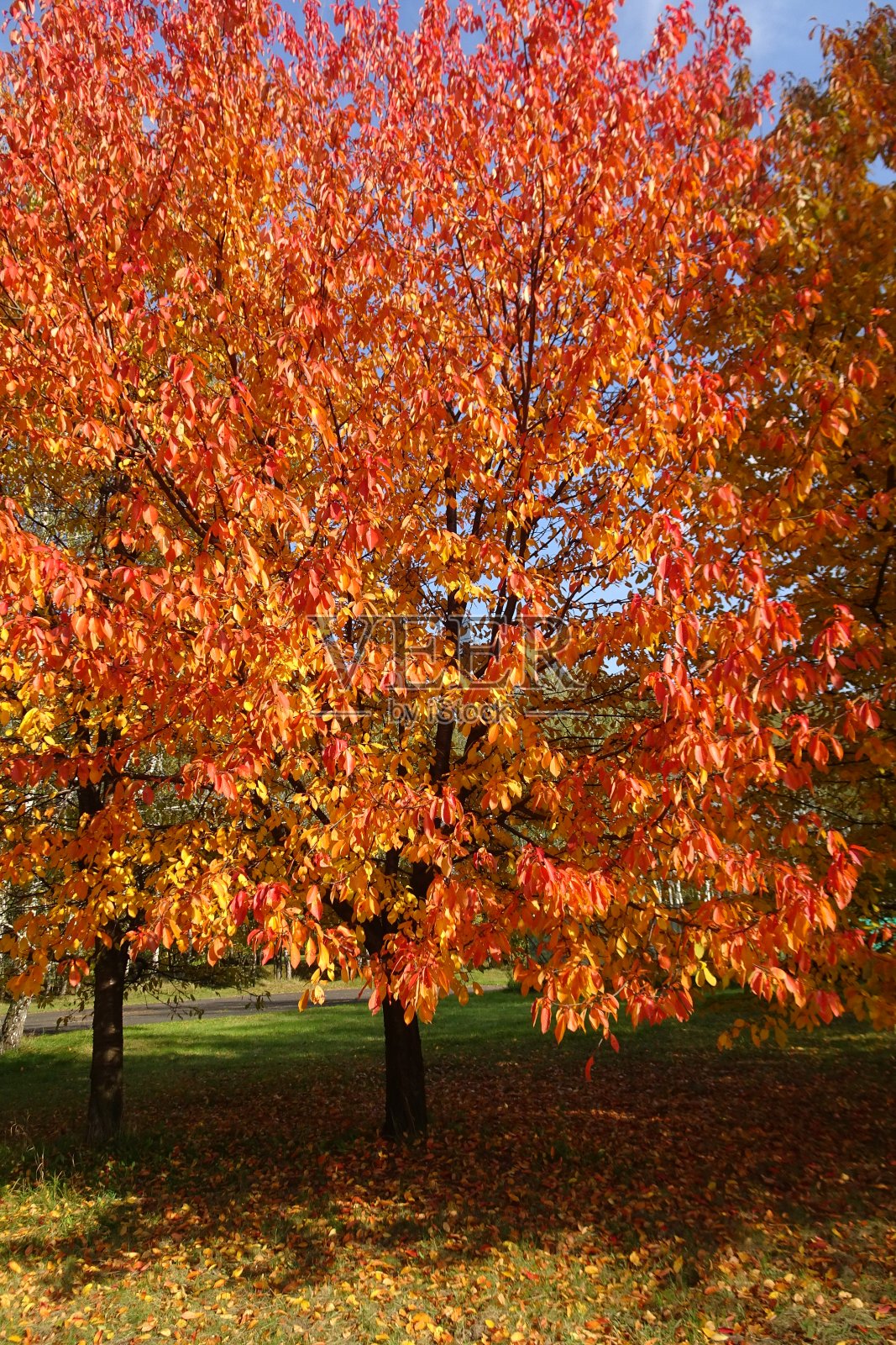 秋天的公园里有五颜六色的树照片摄影图片