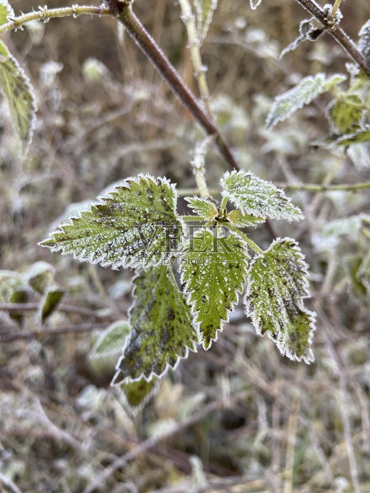 磨砂绿叶照片摄影图片