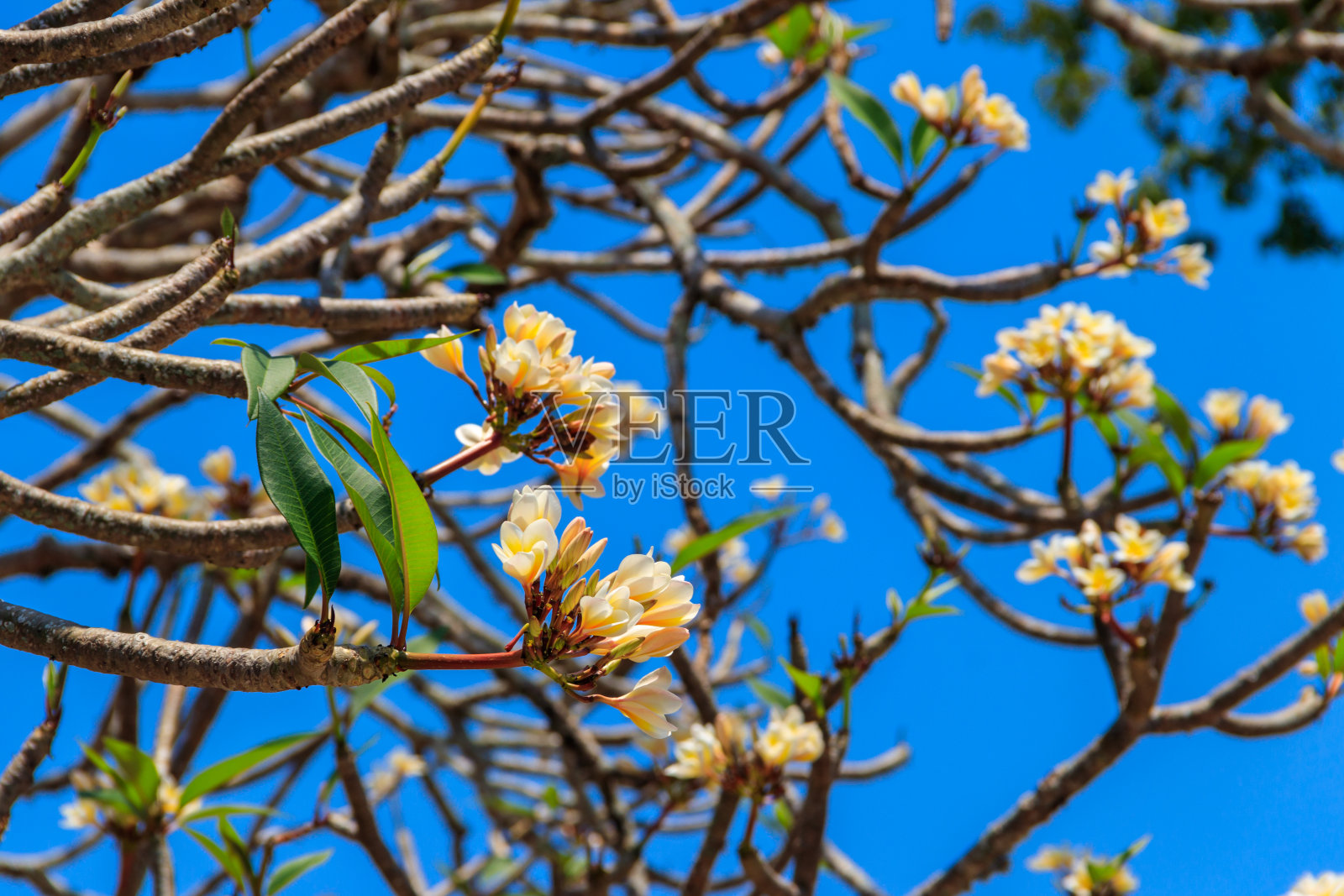 美丽盛开的鸡蛋花树，又名鸡蛋花树和寺树照片摄影图片