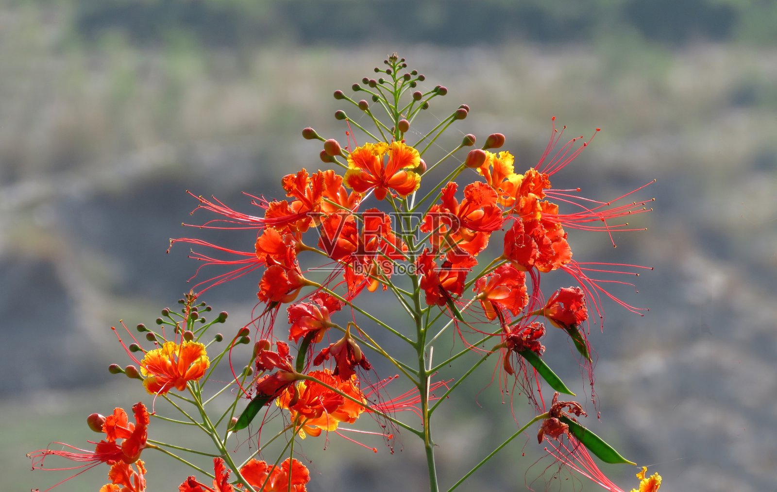 孔雀花，pulcherrima是豌豆科开花植物的一种，美丽的橙色和黄色孔雀花。照片摄影图片