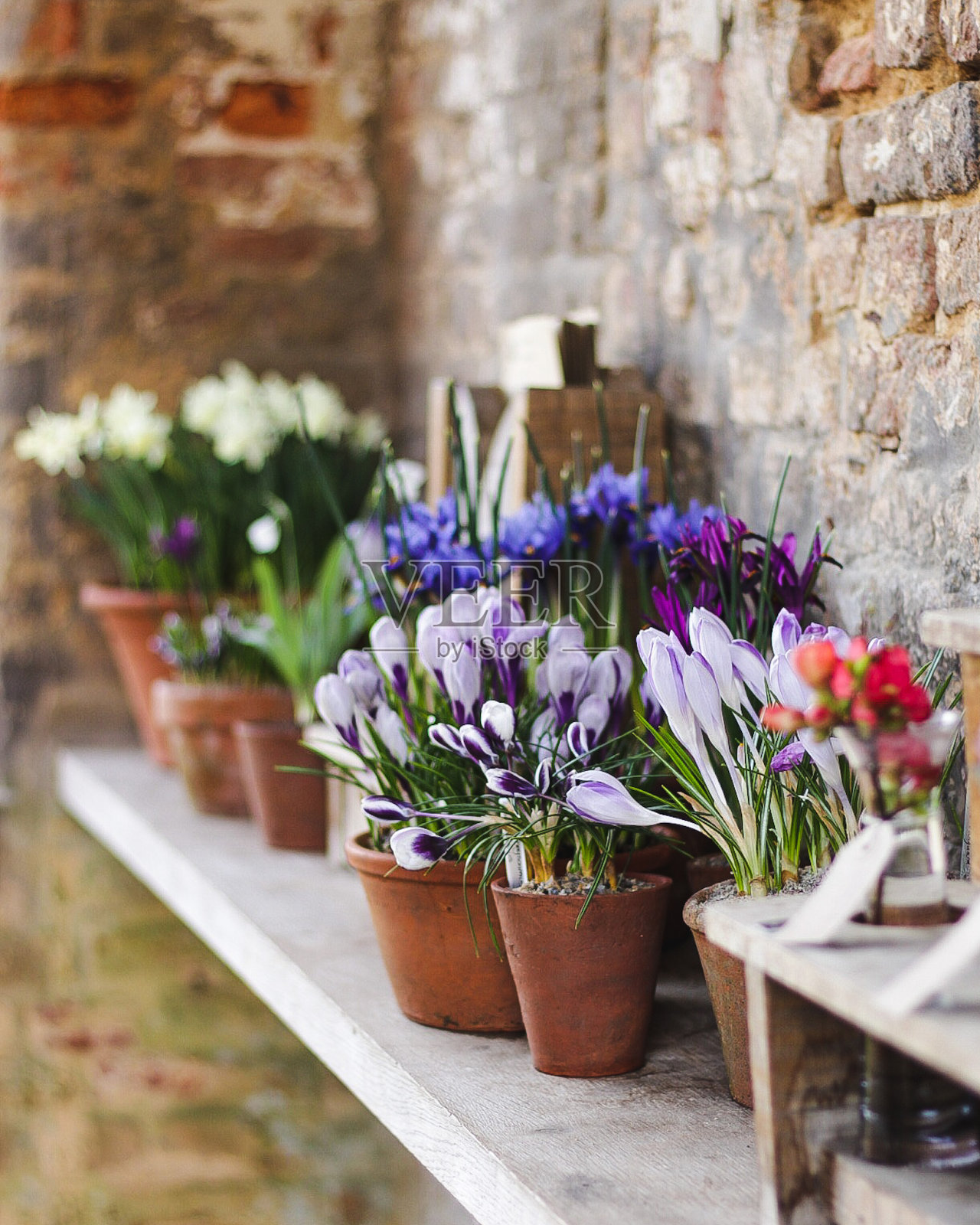 盆里春花照片摄影图片