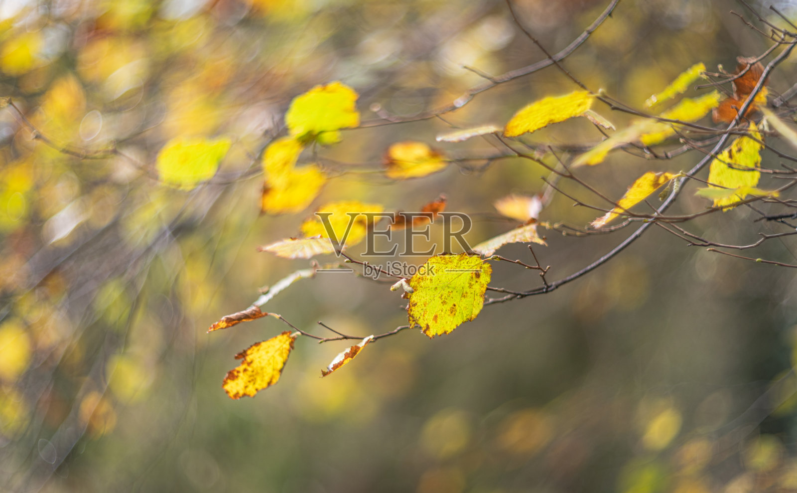 树枝上的秋叶照片摄影图片