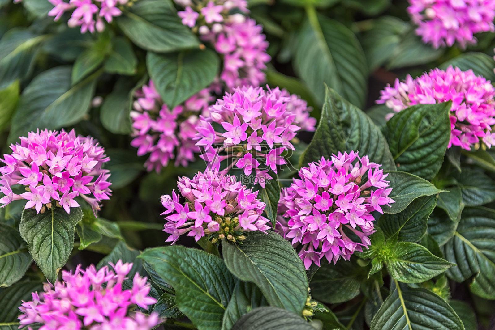 飞天星、星形花、春天的星形花，有狭窄的草状叶子和带有蜂蜜香味的星形花。用于花园、公园、阳台的花卉观赏照片摄影图片