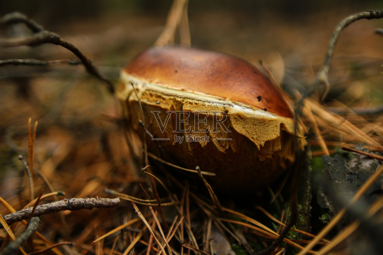 这是一个戴着棕色帽子的不同寻常的蘑菇。松林中的针叶。可食用和不可食用的蘑菇。照片摄影图片