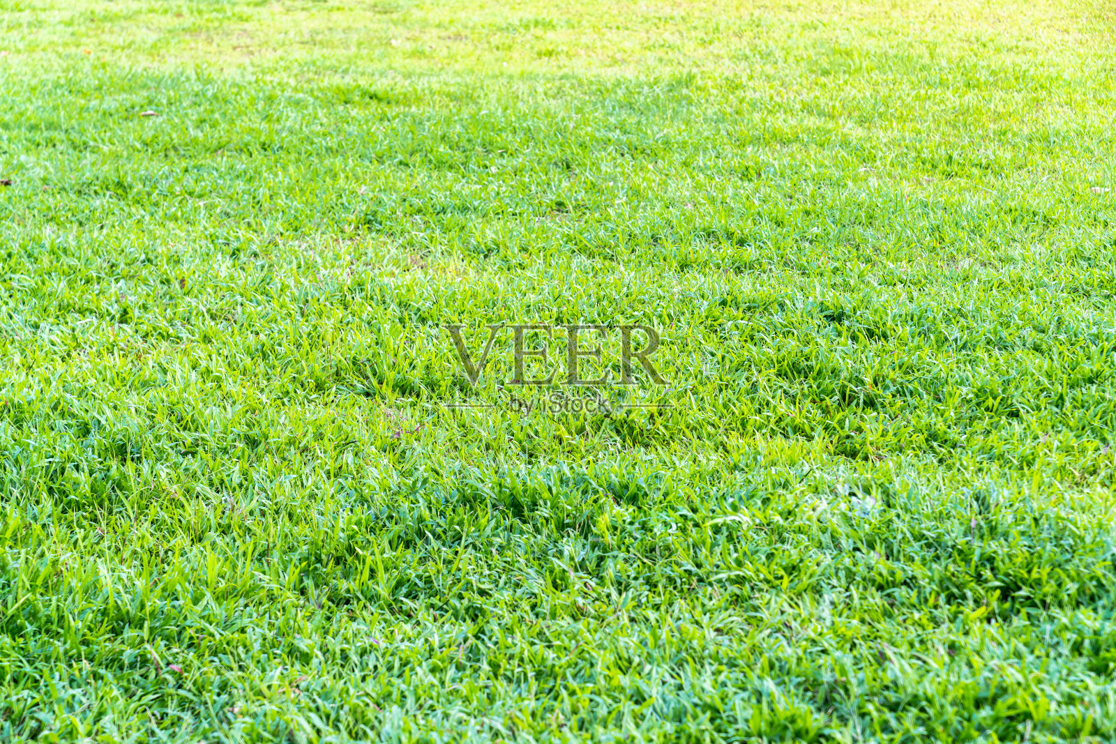 夕阳下的绿草和绿叶照片摄影图片