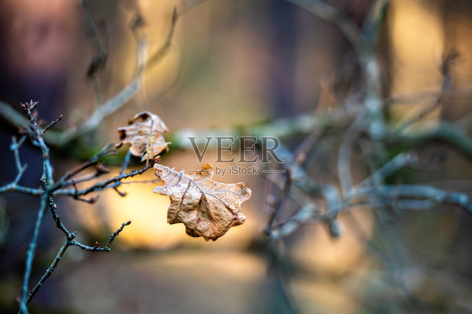 摘要秋天的背景与光秃秃的树枝和干燥的橡树叶在阳光下，特写照片摄影图片