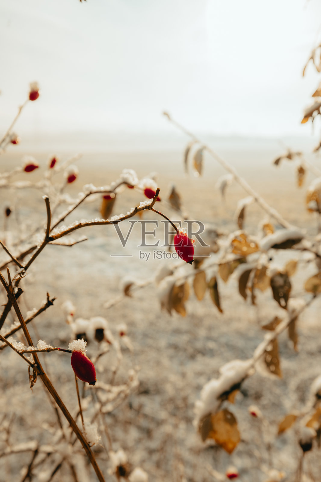 的农村照片摄影图片