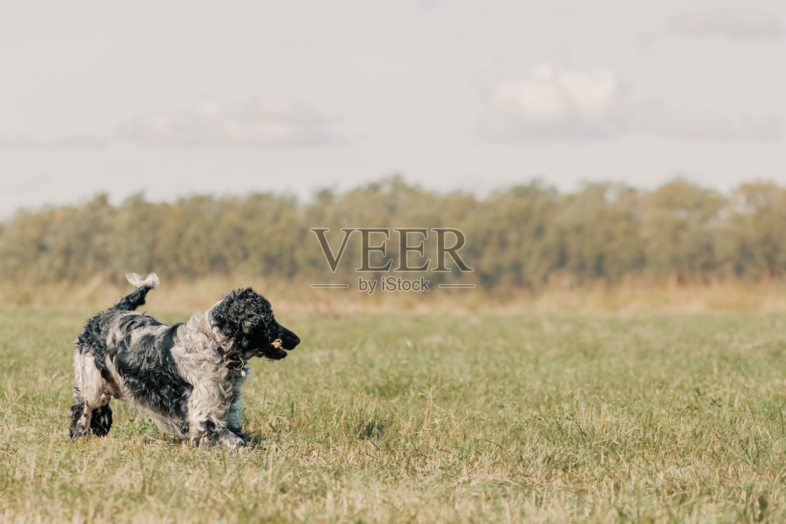 叼着一根木棍的快乐狗正在田野上奔跑。照片摄影图片