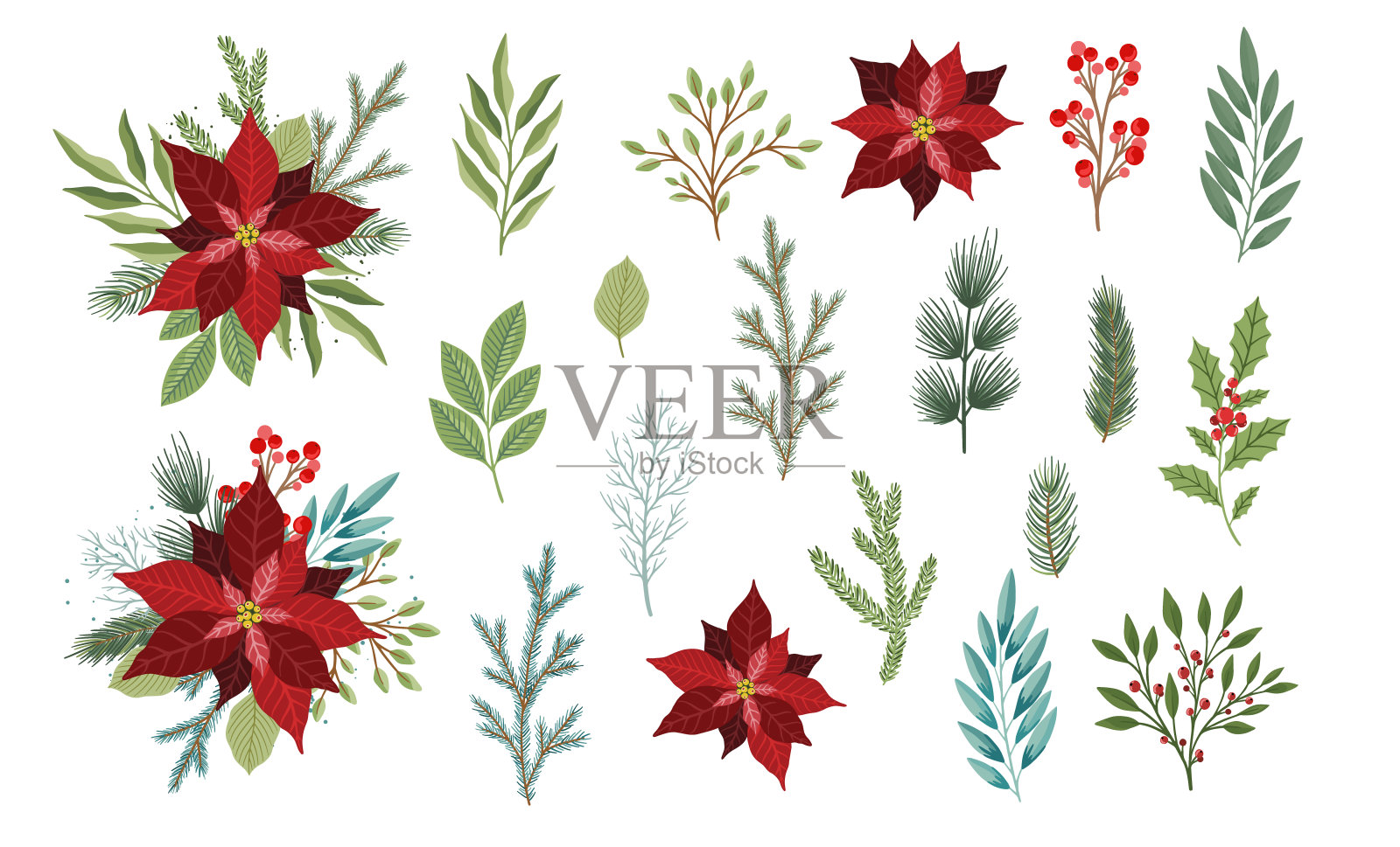 一套冬季植物，花和浆果。可用于圣诞设计。插画图片素材