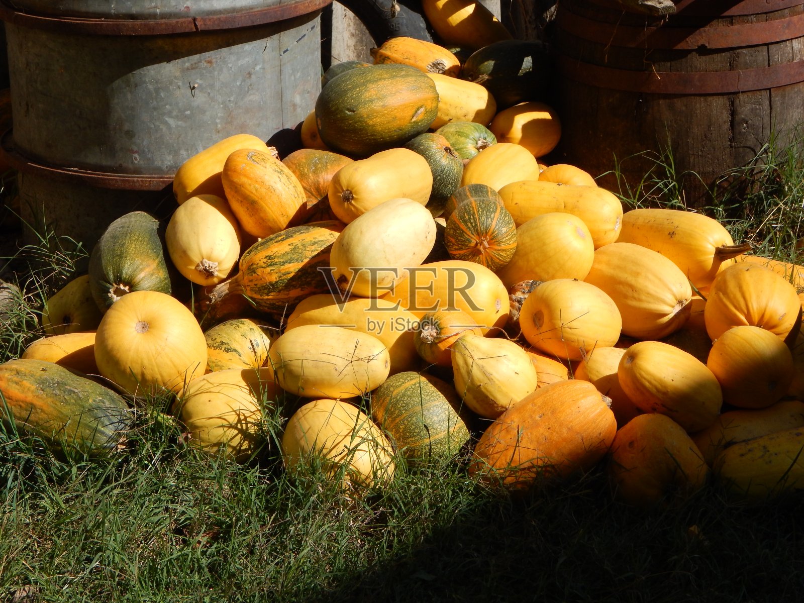 院子里的冬瓜品种。照片摄影图片