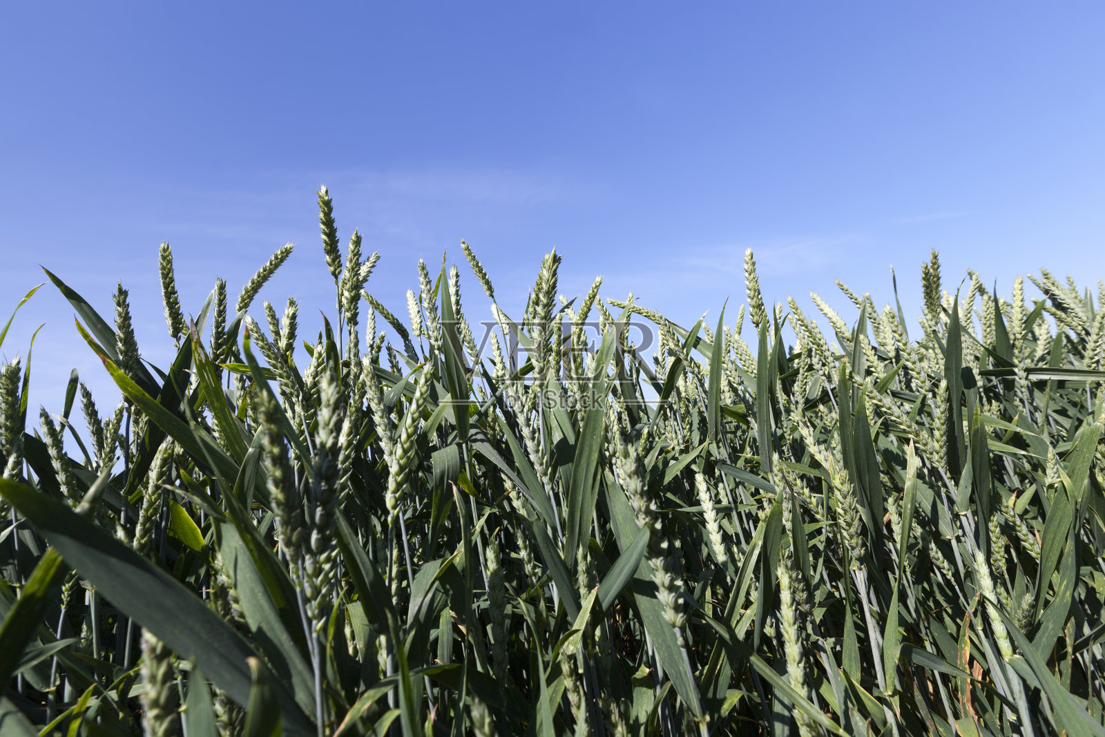 种植小麦和收割谷物的农业照片摄影图片