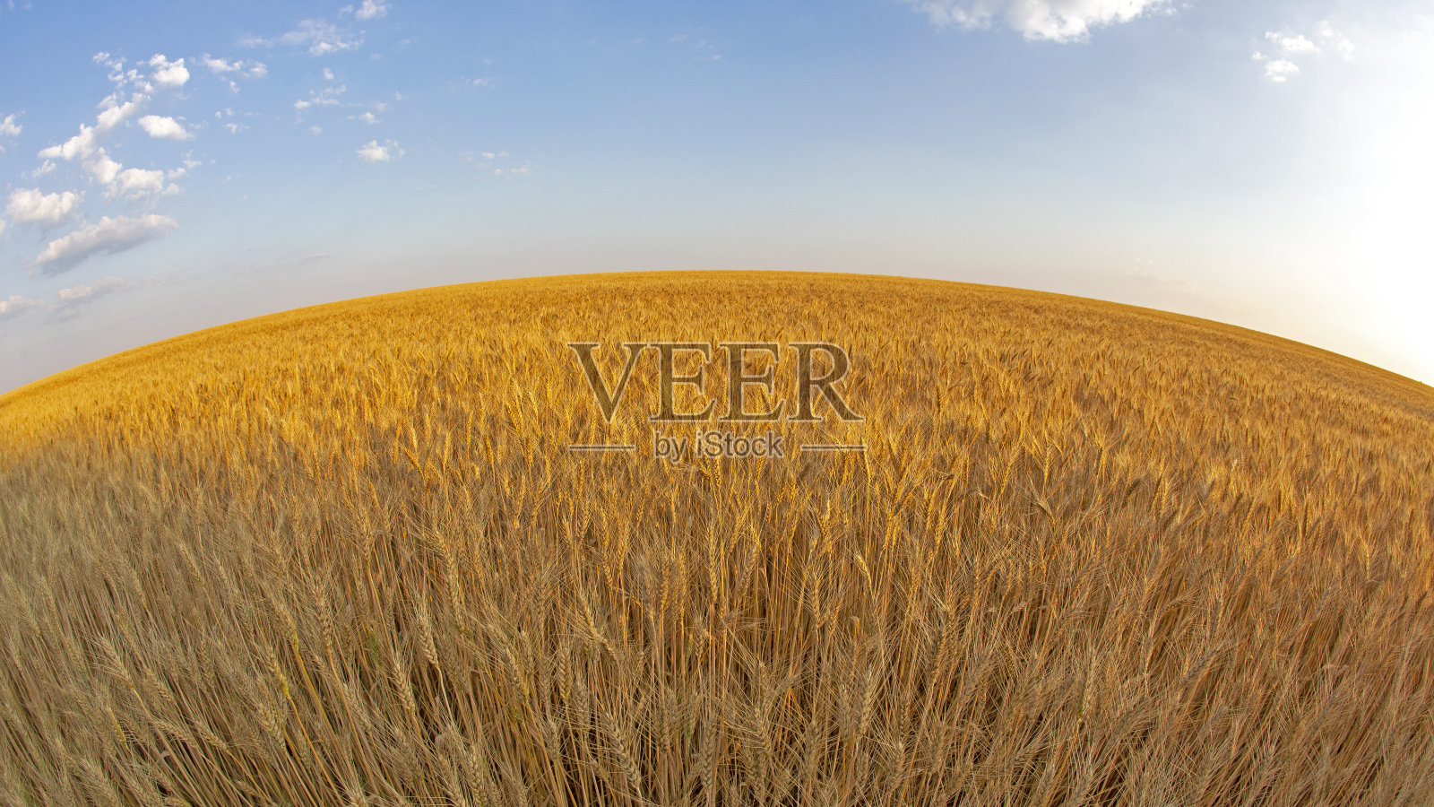 田野与生长小麦宽角周长对天空的背景。农学和农业。食品行业。照片摄影图片