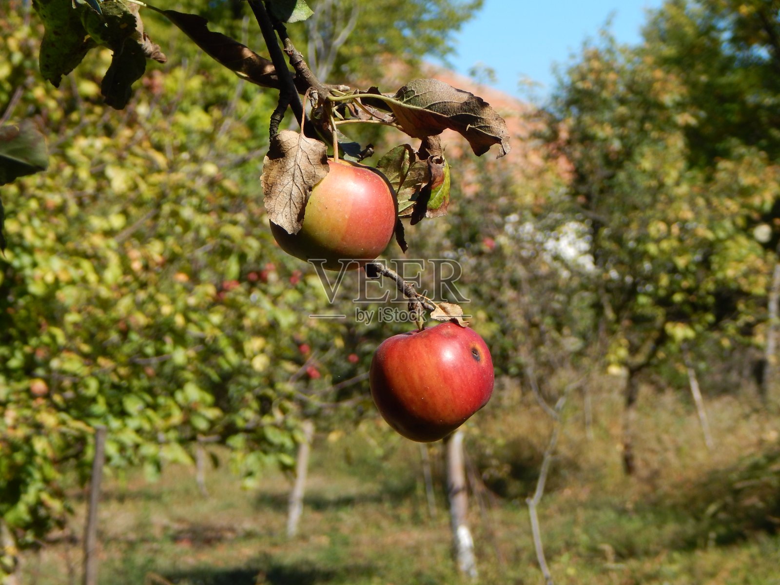 树枝上挂着新鲜的红苹果照片摄影图片