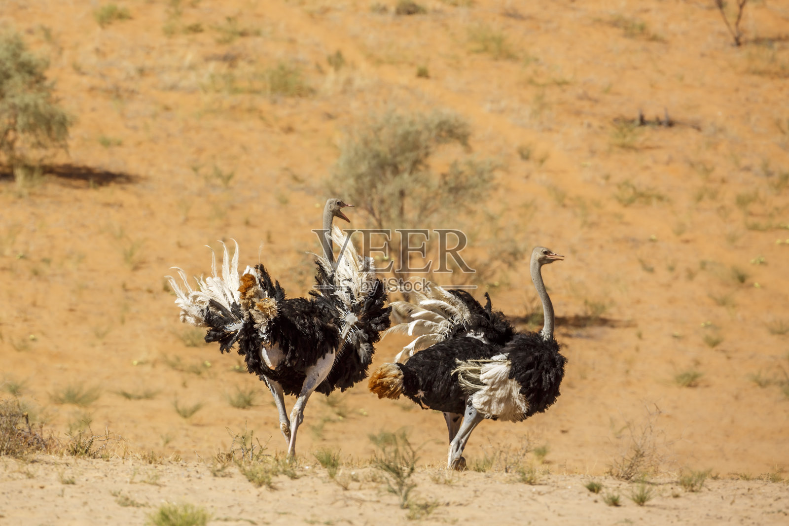 南非Kgalagadi越界公园的非洲鸵鸟照片摄影图片