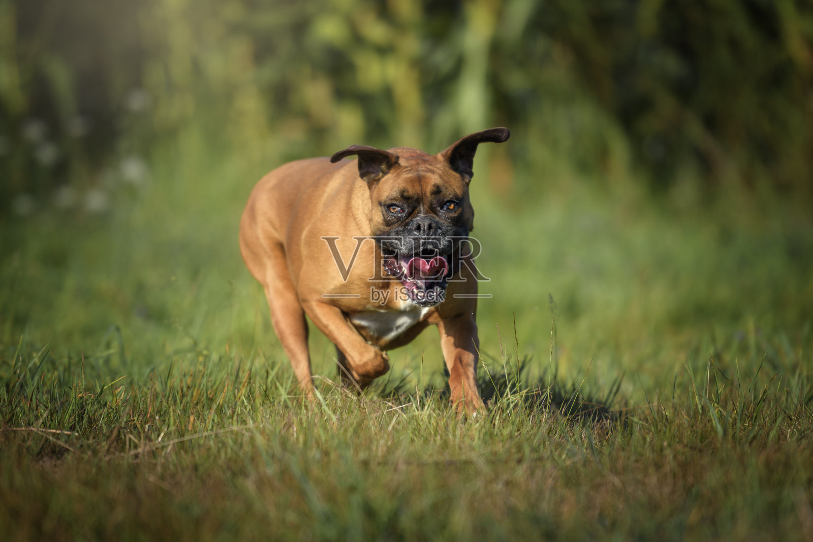 一只纯种拳师犬的画像照片摄影图片