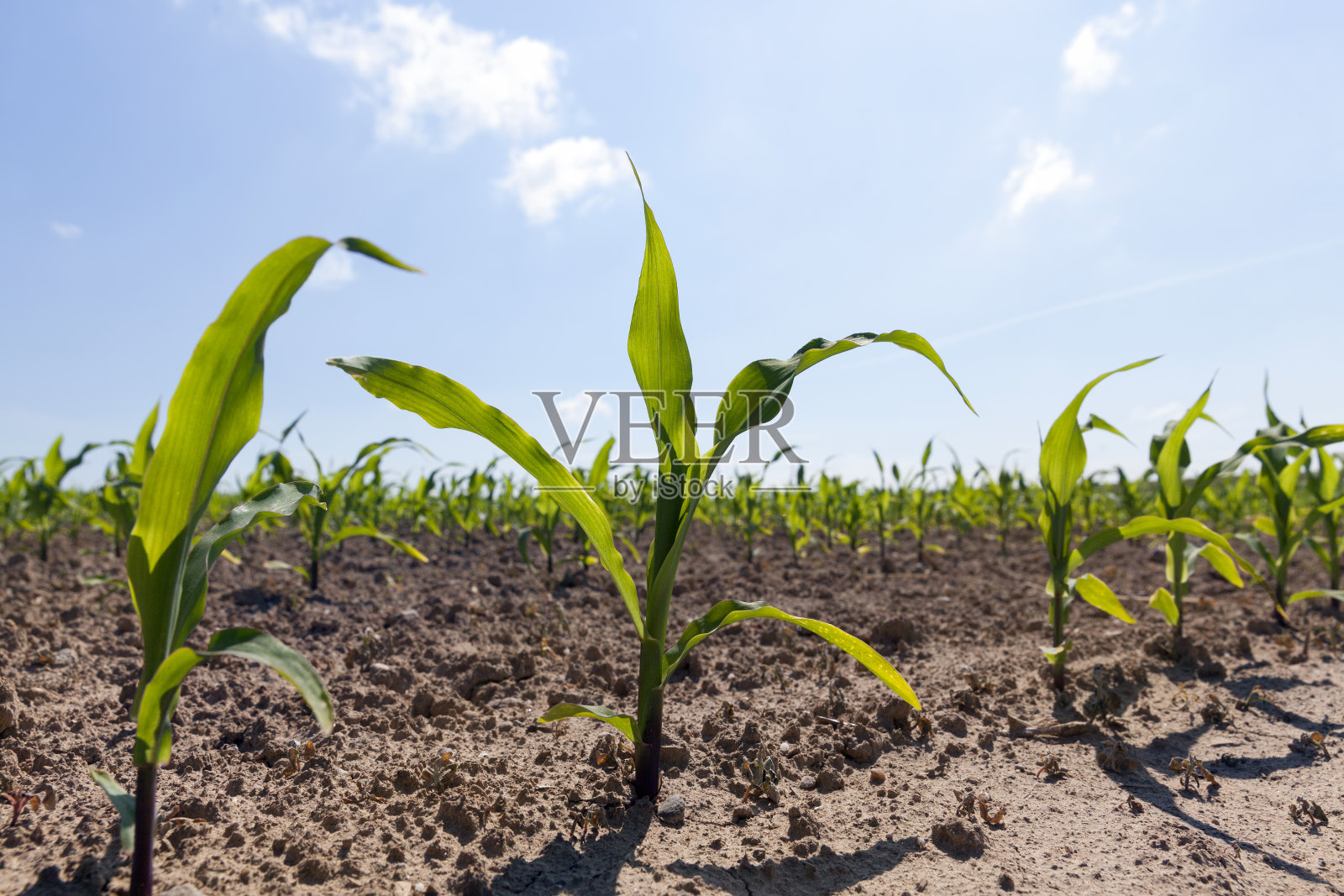 春天田里绿色的小玉米照片摄影图片