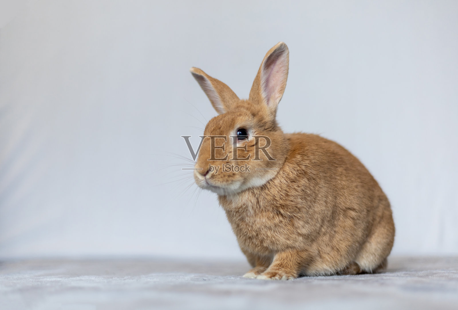 兔子鲁弗斯坐着摆白色背景复制空间照片摄影图片