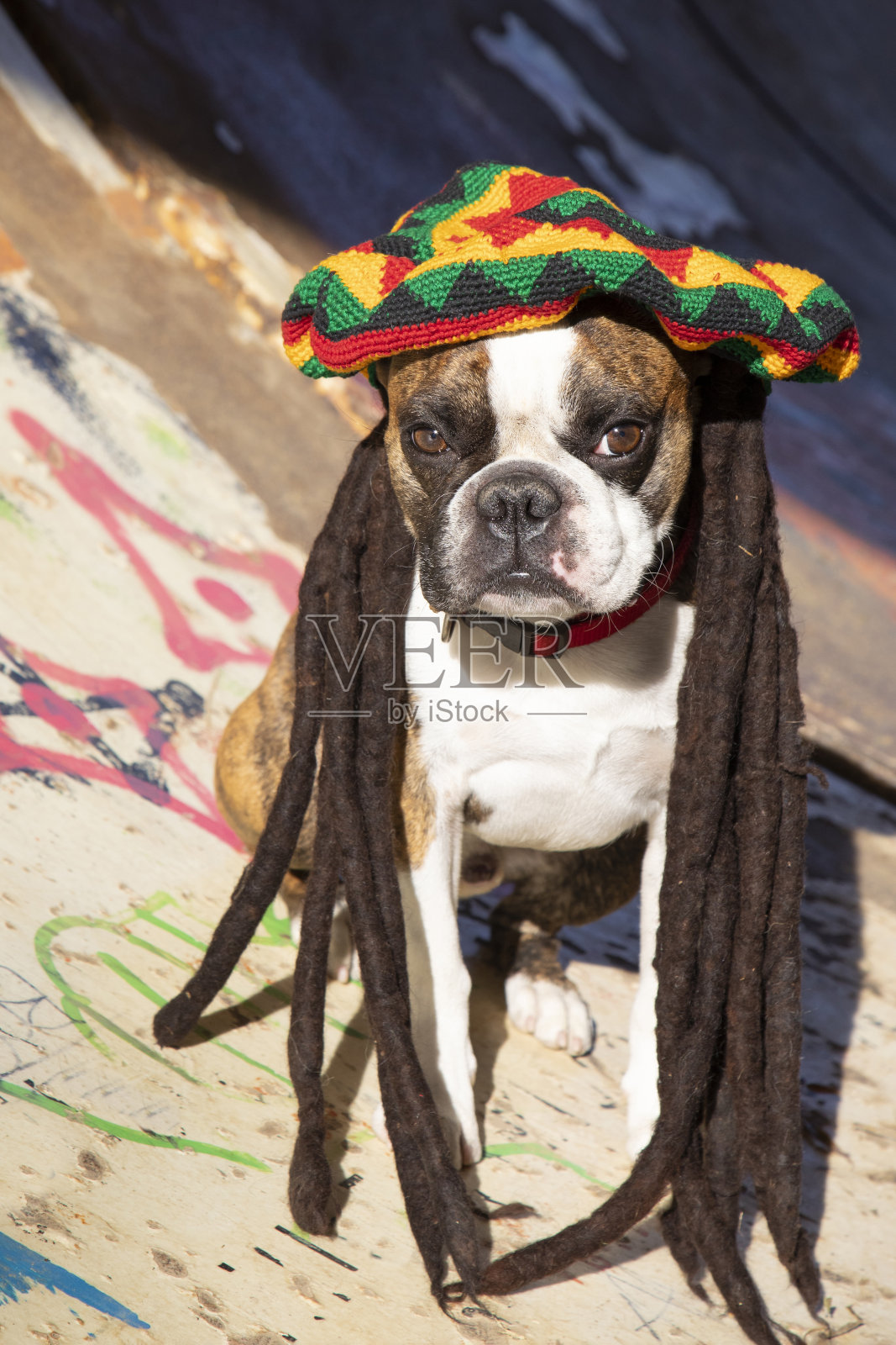 有趣的波士顿梗，戴着彩色贝雷帽，扎着鲍勃·马利风格的辫子照片摄影图片