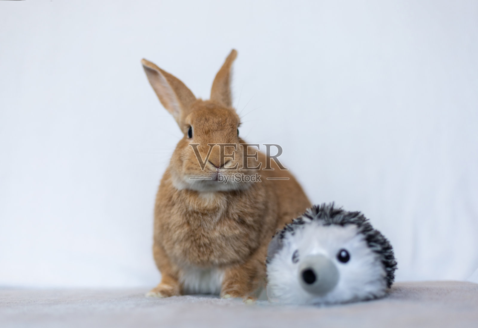兔子鲁弗斯旁边的毛绒玩具白色背景照片摄影图片