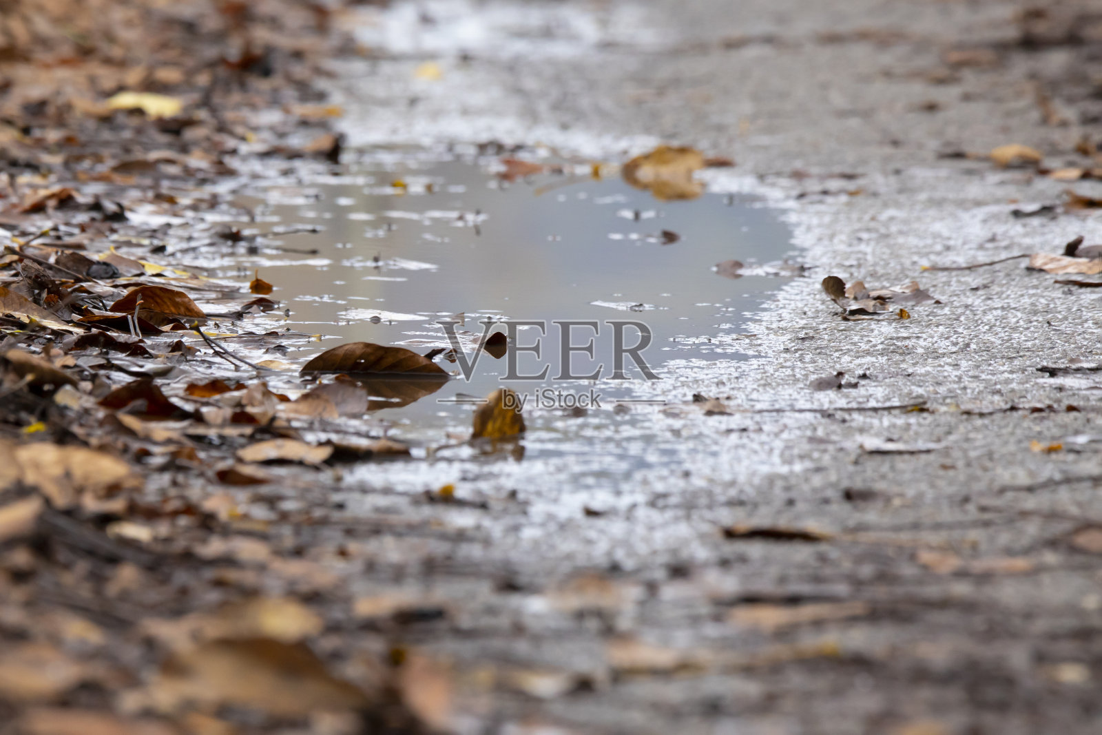 大雨坑包围着道路上的秋叶照片摄影图片