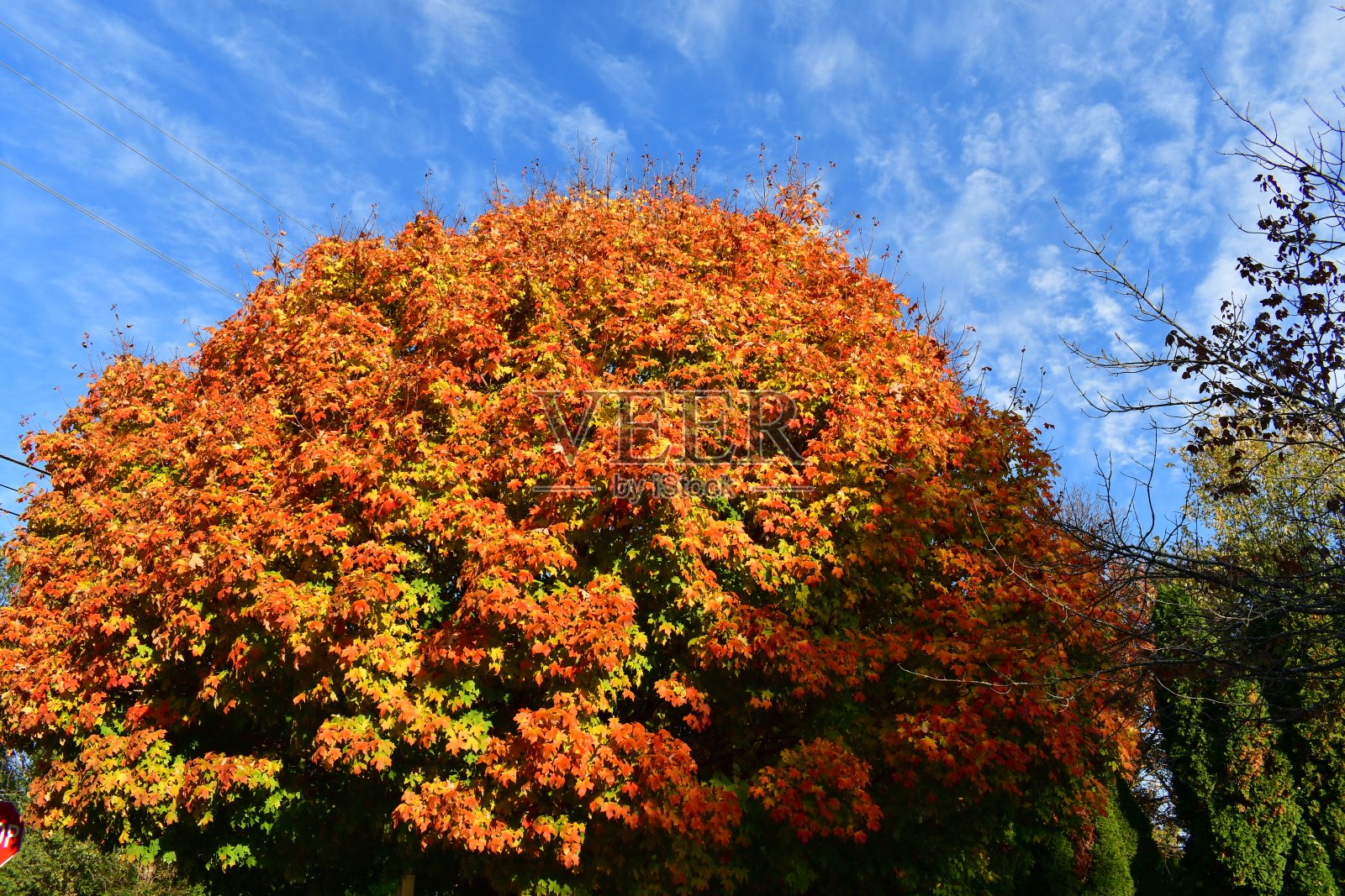 《枫树之冠》照片摄影图片