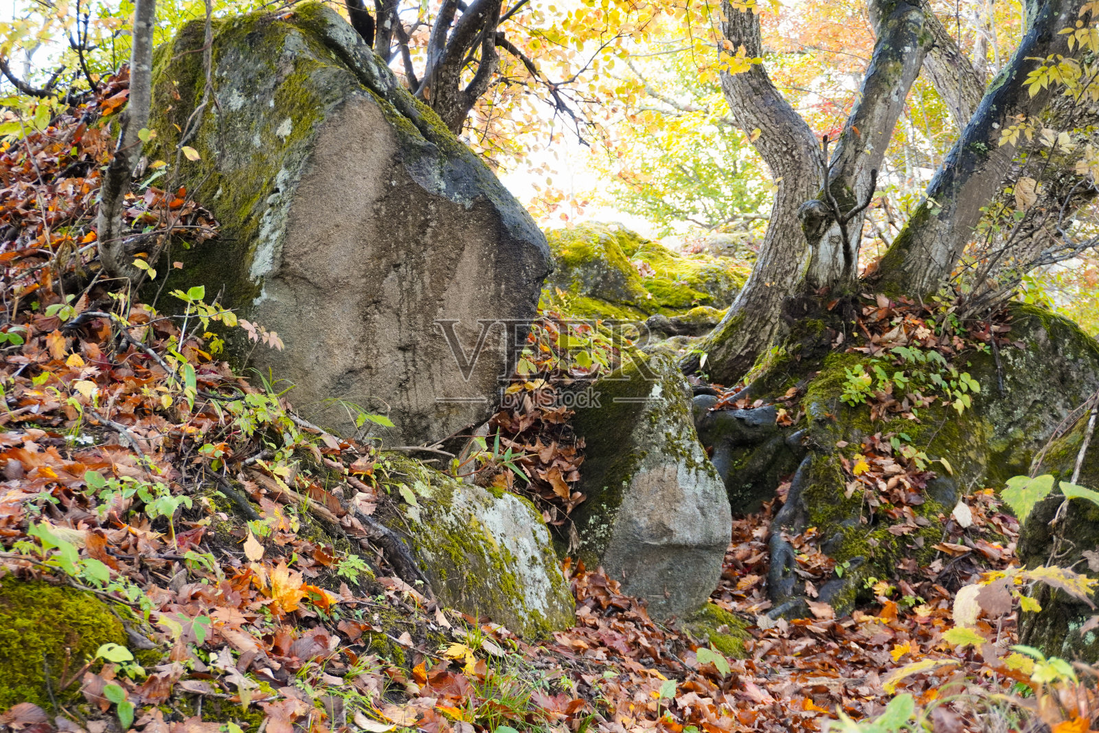 长野县滋贺根的丸池海岸。苔藓长在大岩石上。扎根在岩石之间的树露出了结实的根。落在苔藓上的树叶被雨水打湿了。照片摄影图片