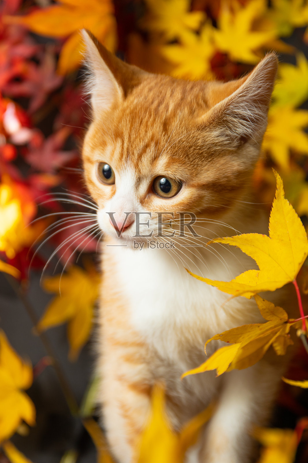 可爱的小猫在缤纷的枫叶中照片摄影图片