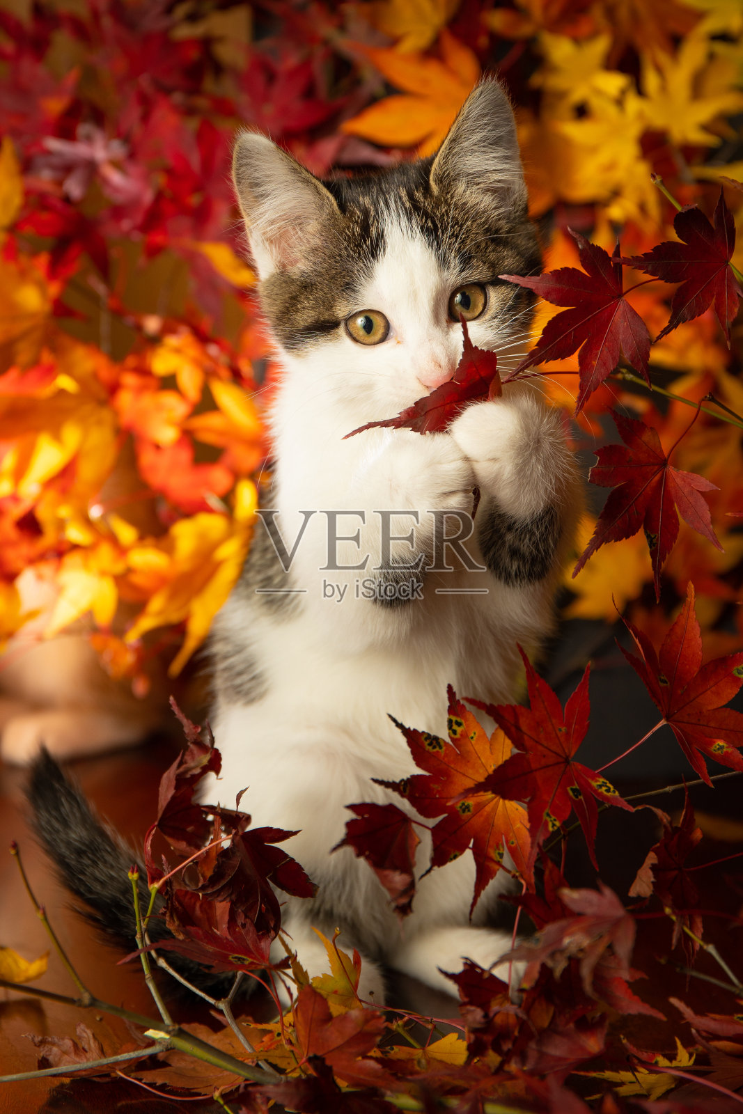可爱的小猫在缤纷的枫叶中照片摄影图片