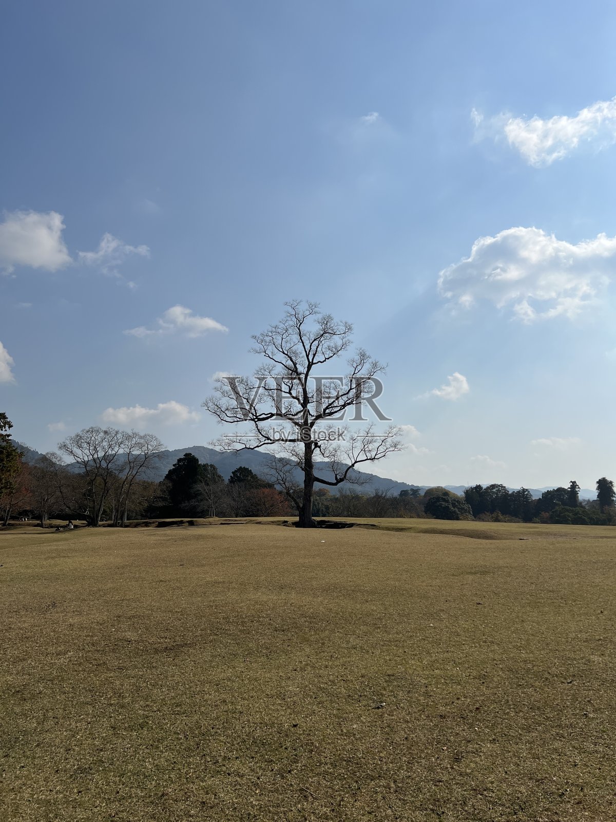 秋天公园里的树照片摄影图片