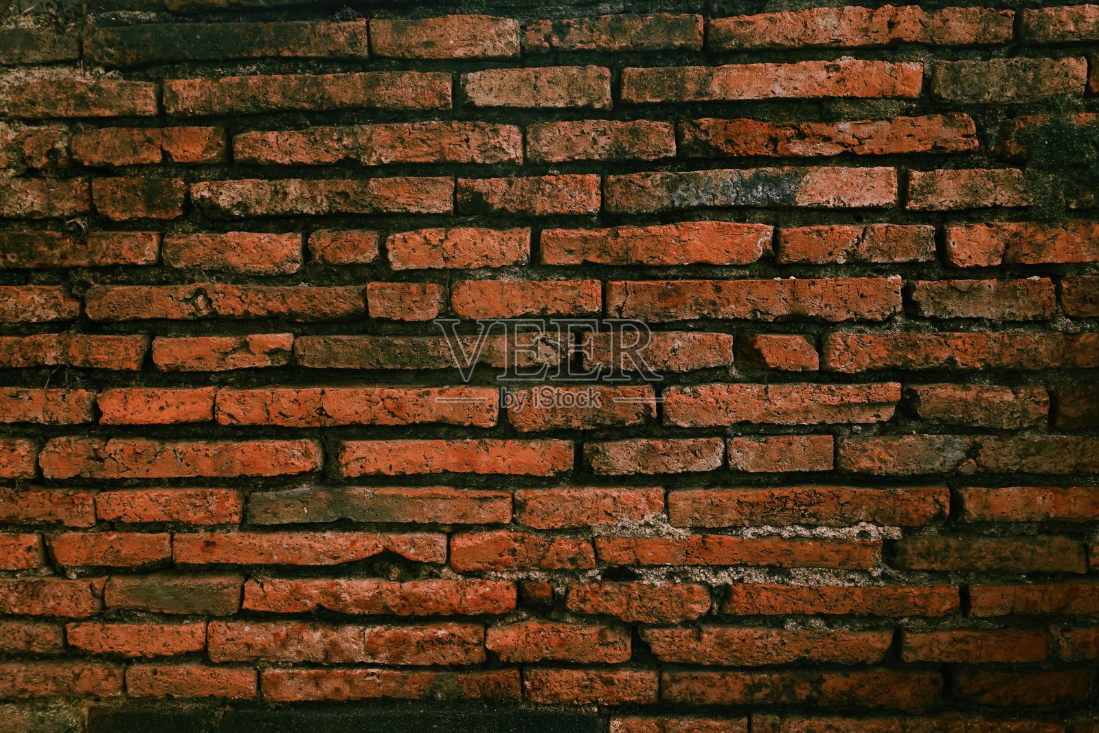 墙形成旧砖种子植物照片摄影图片