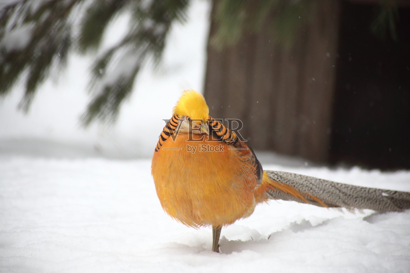 特写的金鸡肖像照片摄影图片