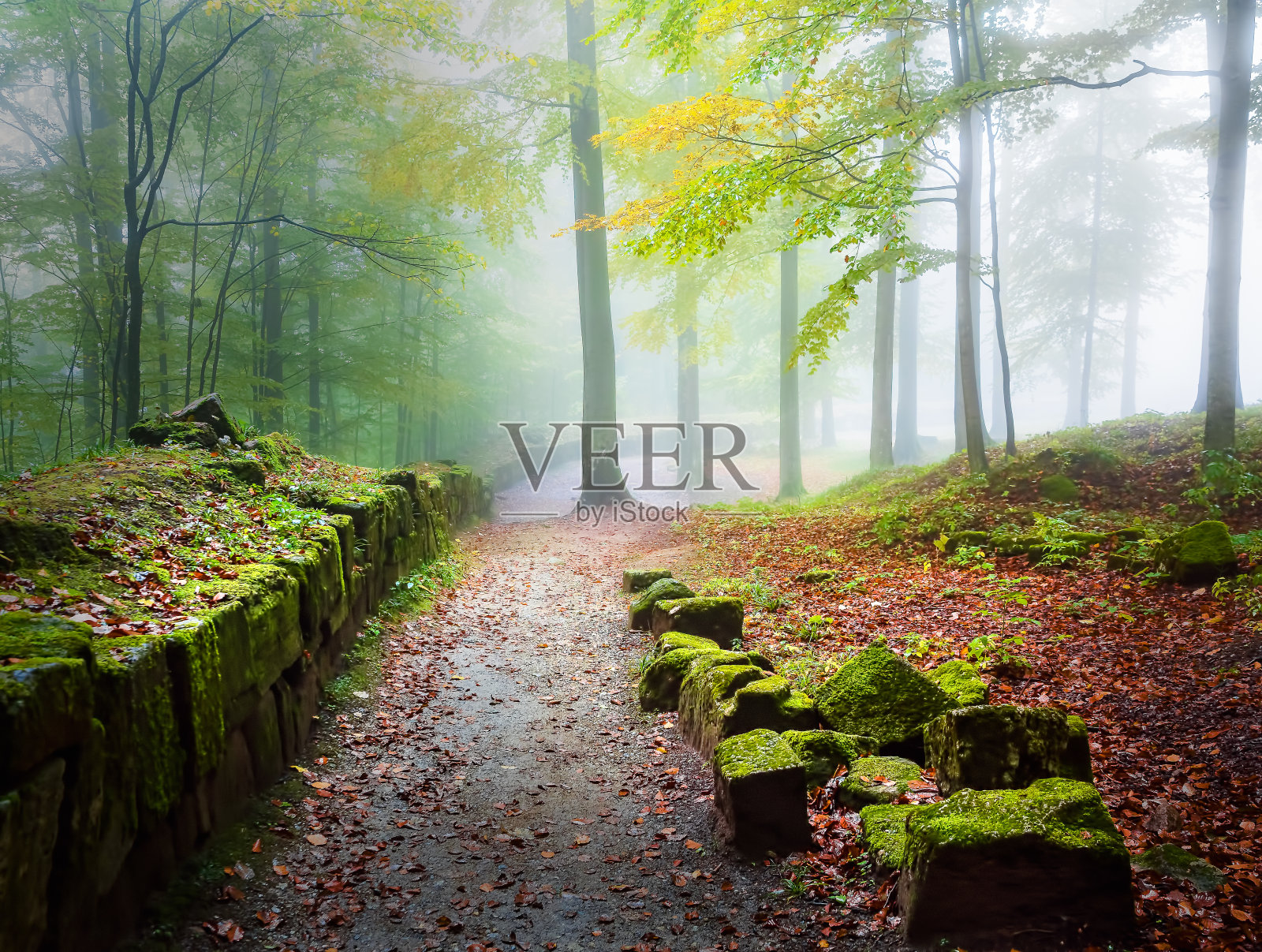 神秘的薄雾穿过森林深入山中。照片摄影图片