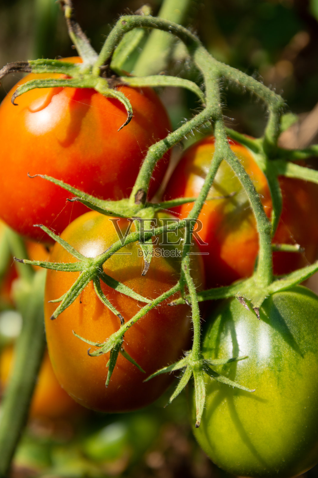成熟番茄分枝生长照片摄影图片