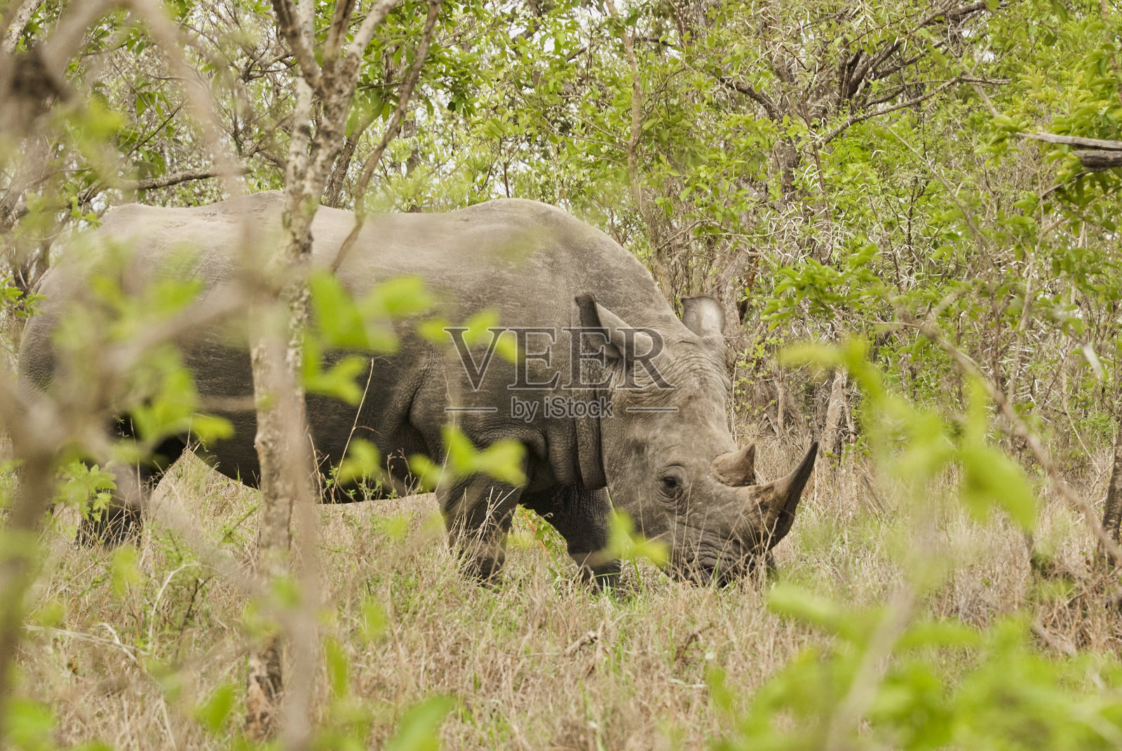 白犀牛或方唇犀牛照片摄影图片