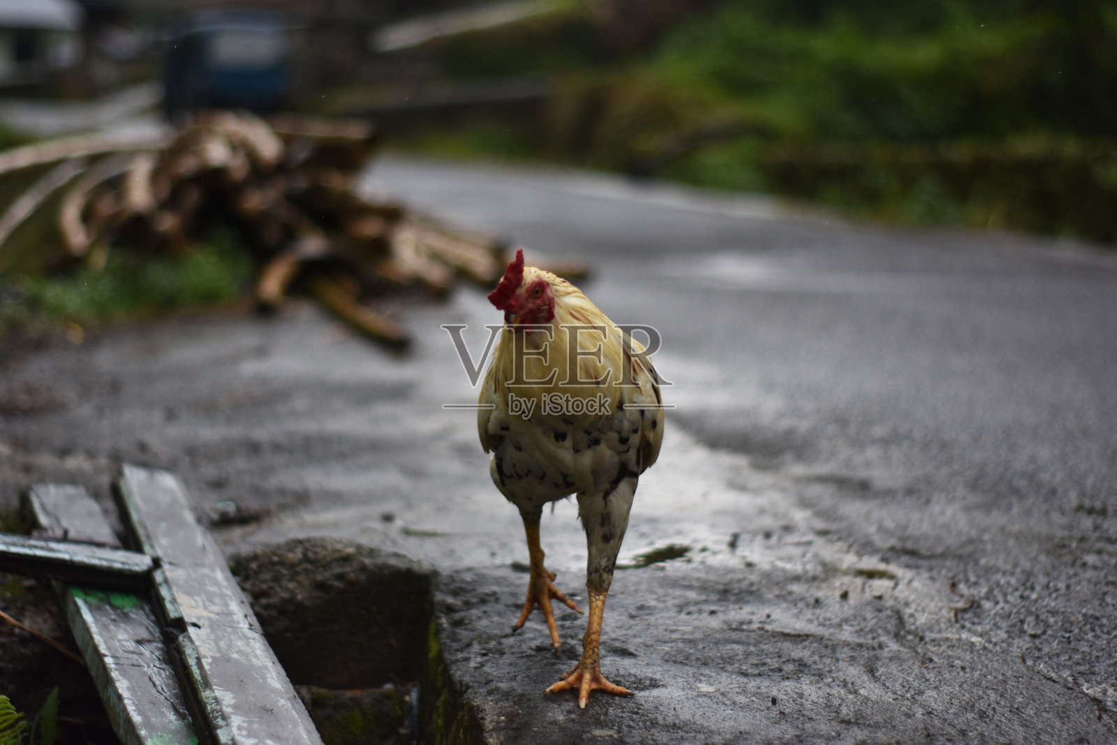 村鸡照片摄影图片
