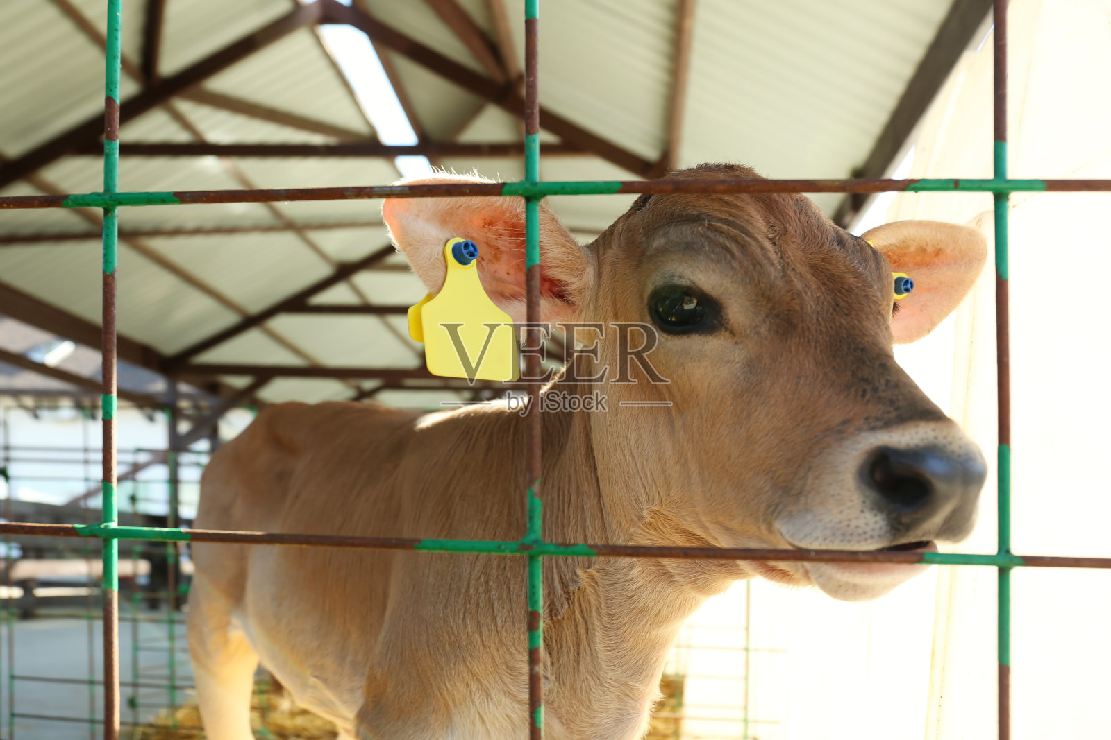农场围栏后面的漂亮小牛犊，特写。畜牧业照片摄影图片