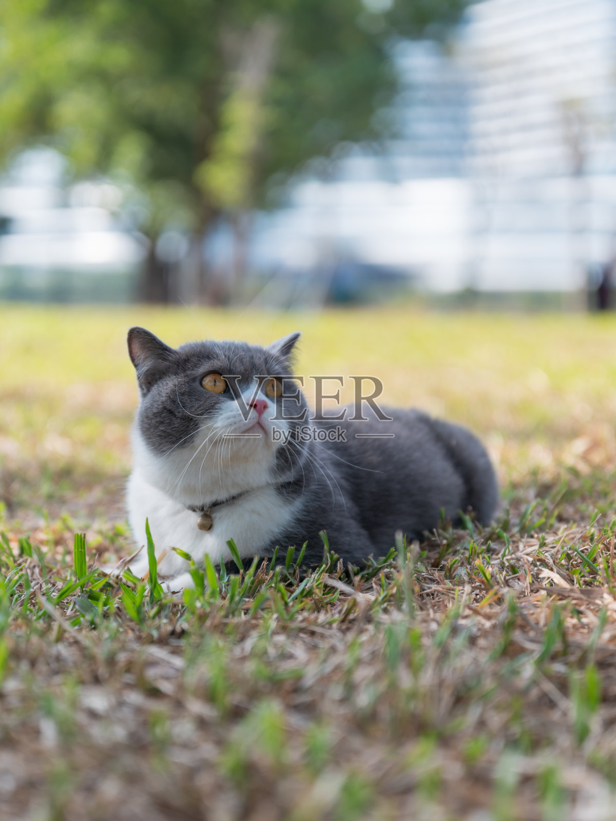 英国短毛猫躺在草地上照片摄影图片