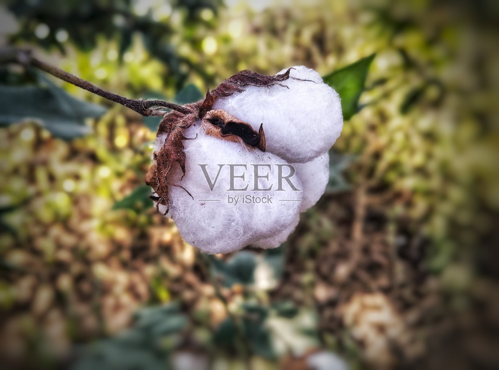 棉花在农场，棉花叶，白棉在农场，棉花在农场的侧面，照片摄影图片