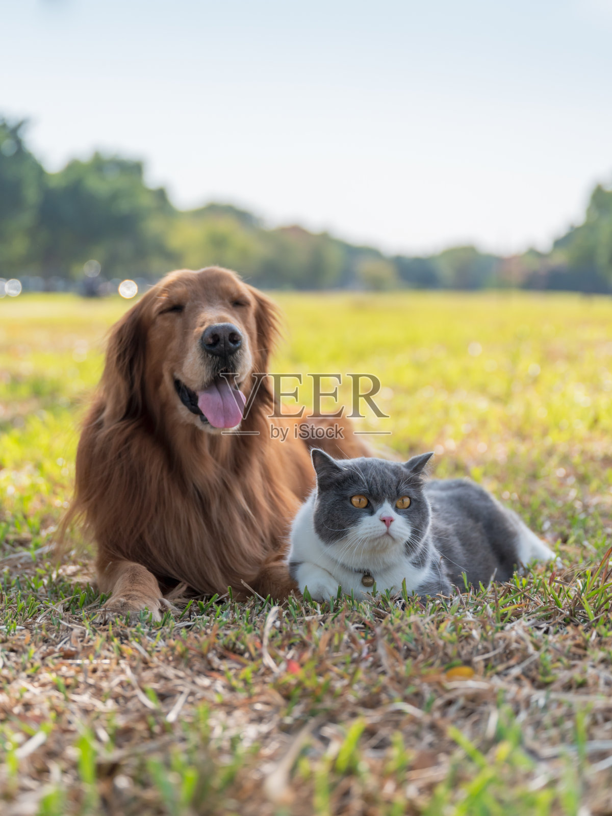 英国短毛犬和金毛猎犬躺在草地上照片摄影图片