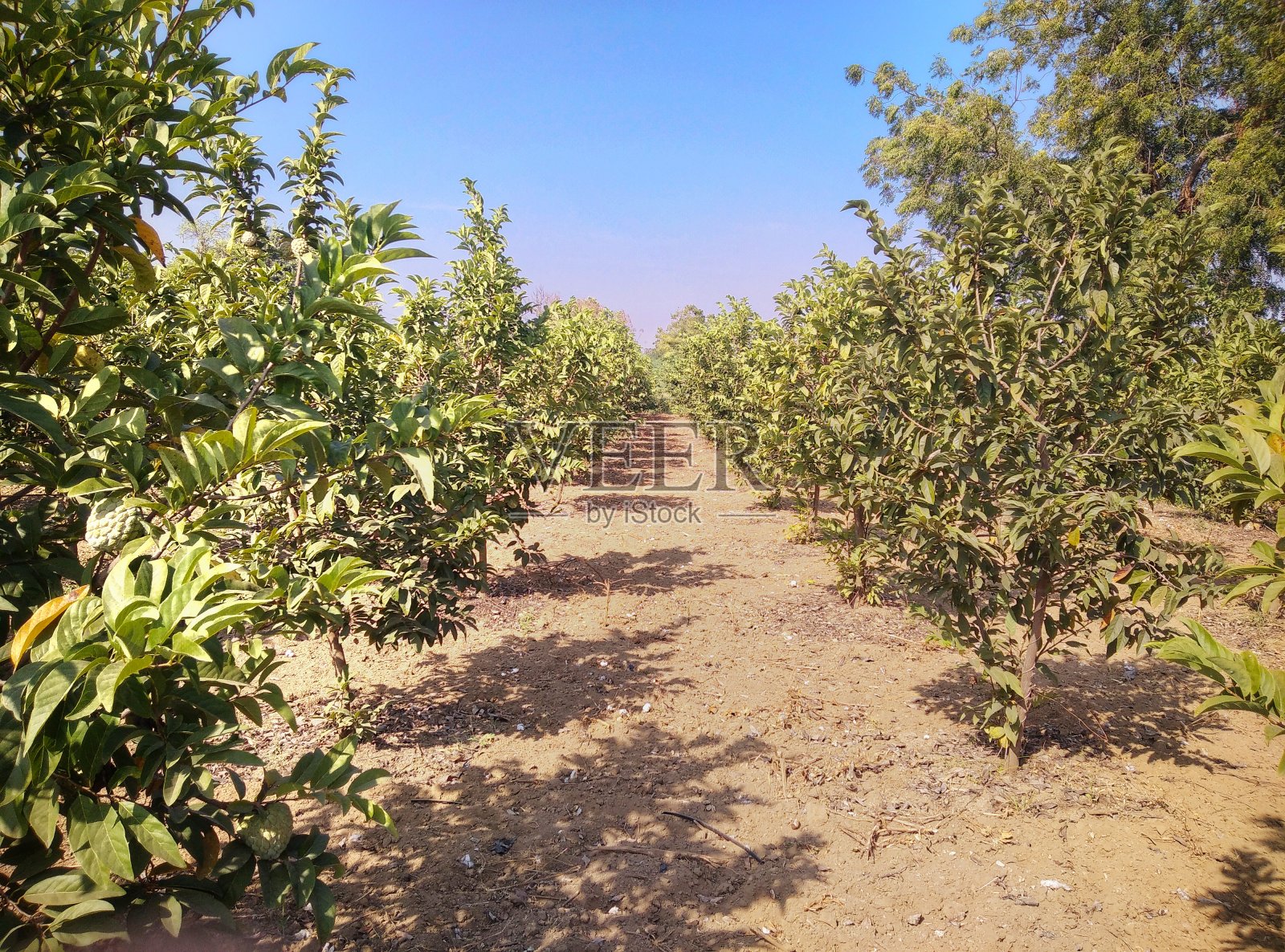 美丽的农场，美丽的奶油苹果农场，自然的农场农业景观。照片摄影图片