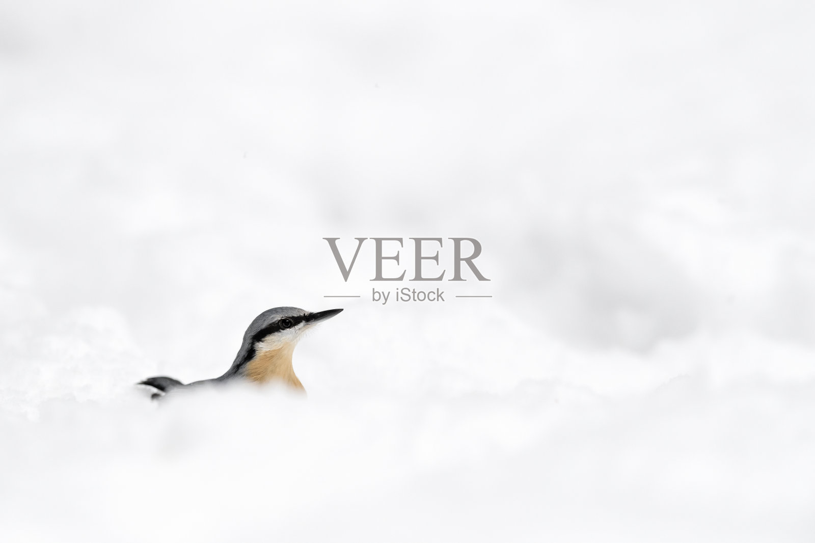 被雪包裹的欧亚五子树(Sitta europaea)照片摄影图片