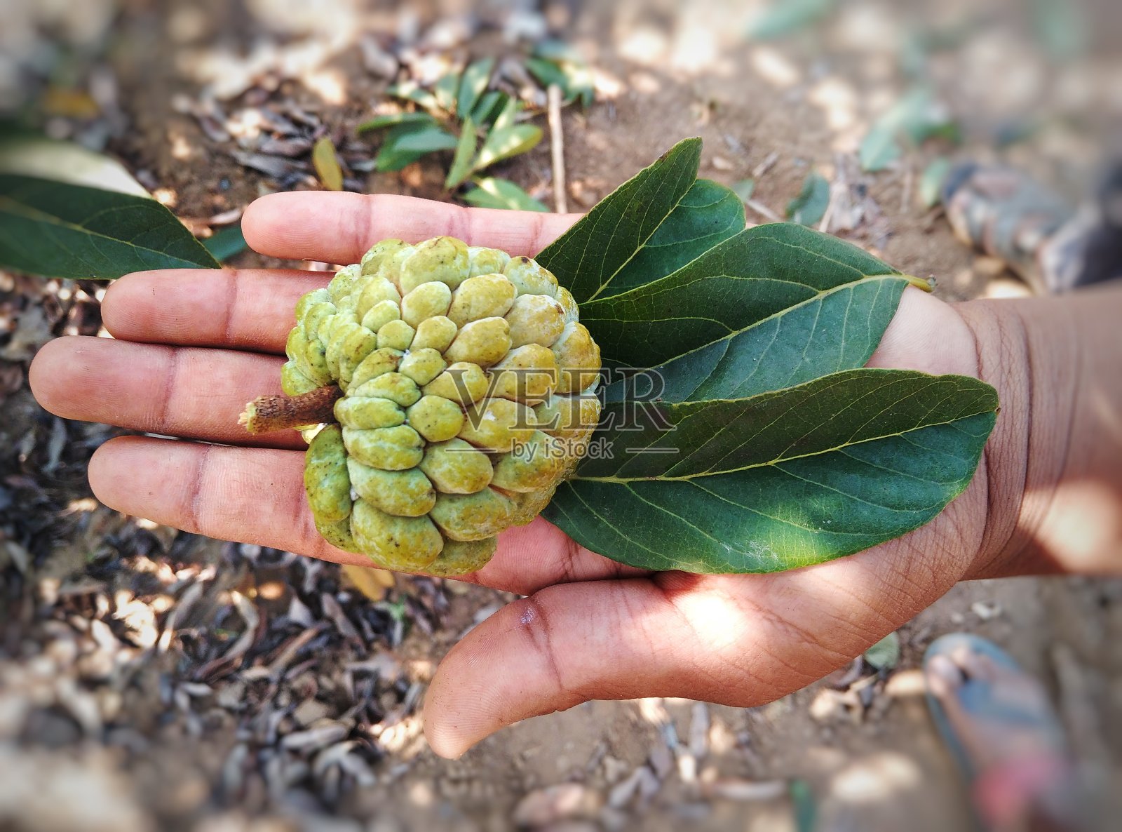 俯视图的番荔枝在手与叶番荔枝在手，美丽的绿色番荔枝在手的人照片摄影图片