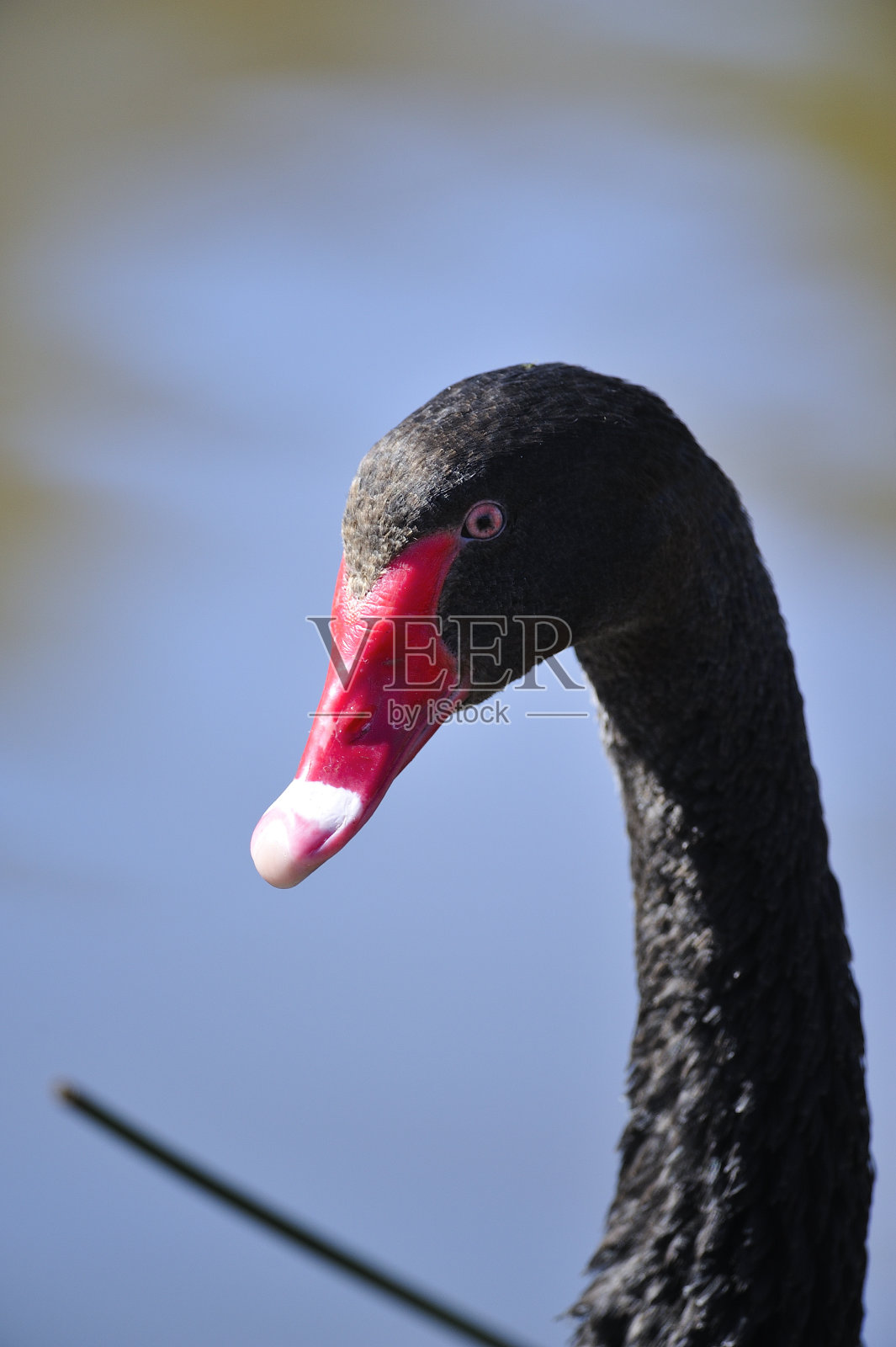 澳大利亚新南威尔士州坎贝尔镇马斯登公园的黑天鹅照片摄影图片