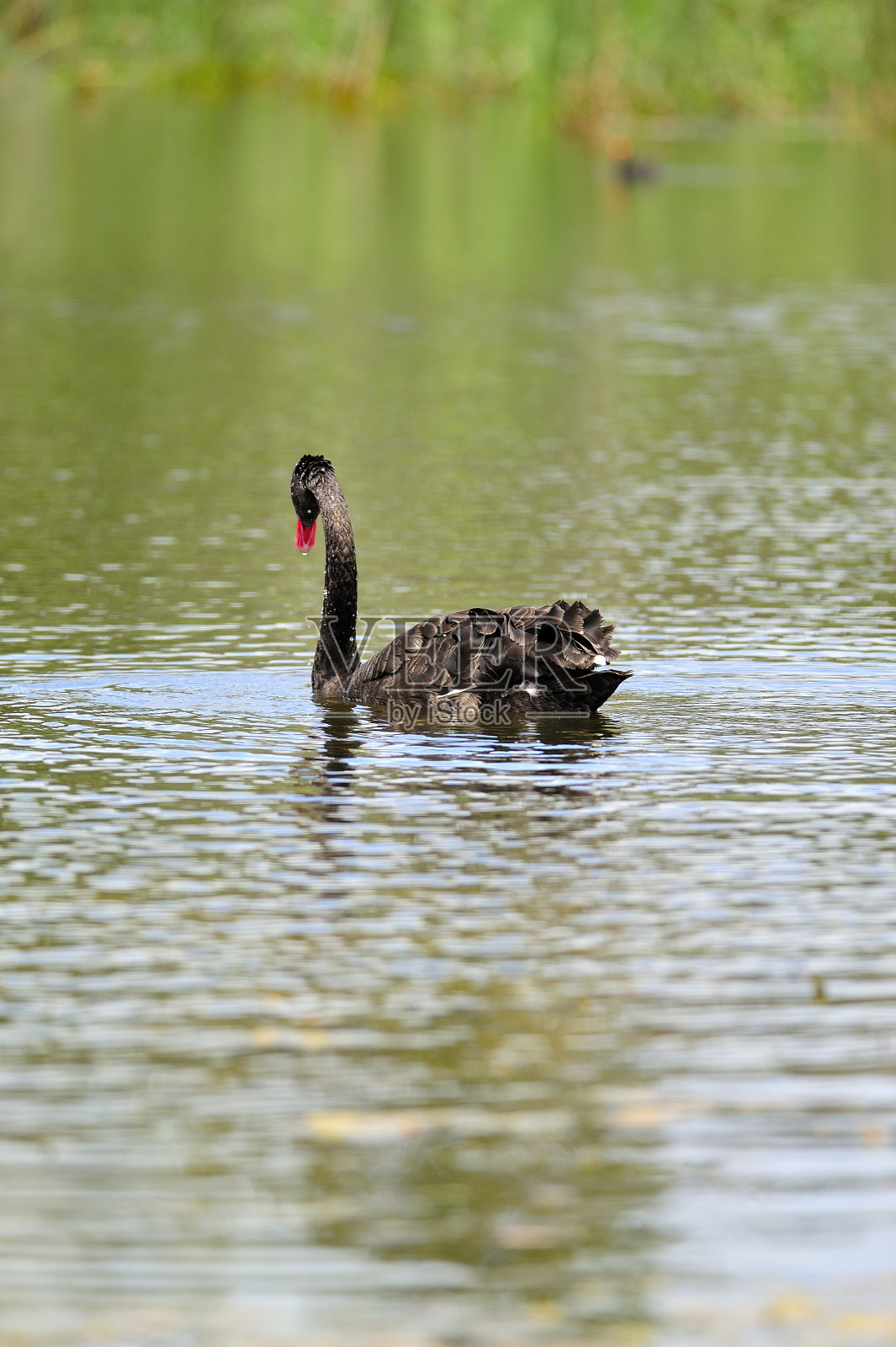 澳大利亚鸟类照片摄影图片