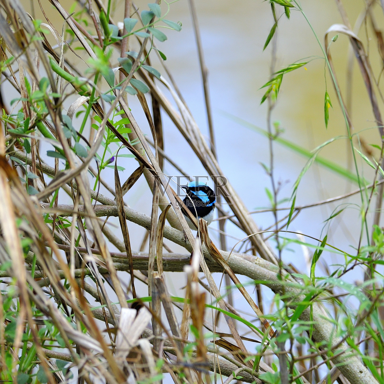 澳大利亚新南威尔士州坎贝尔镇马斯登公园的超级鹪鹩照片摄影图片