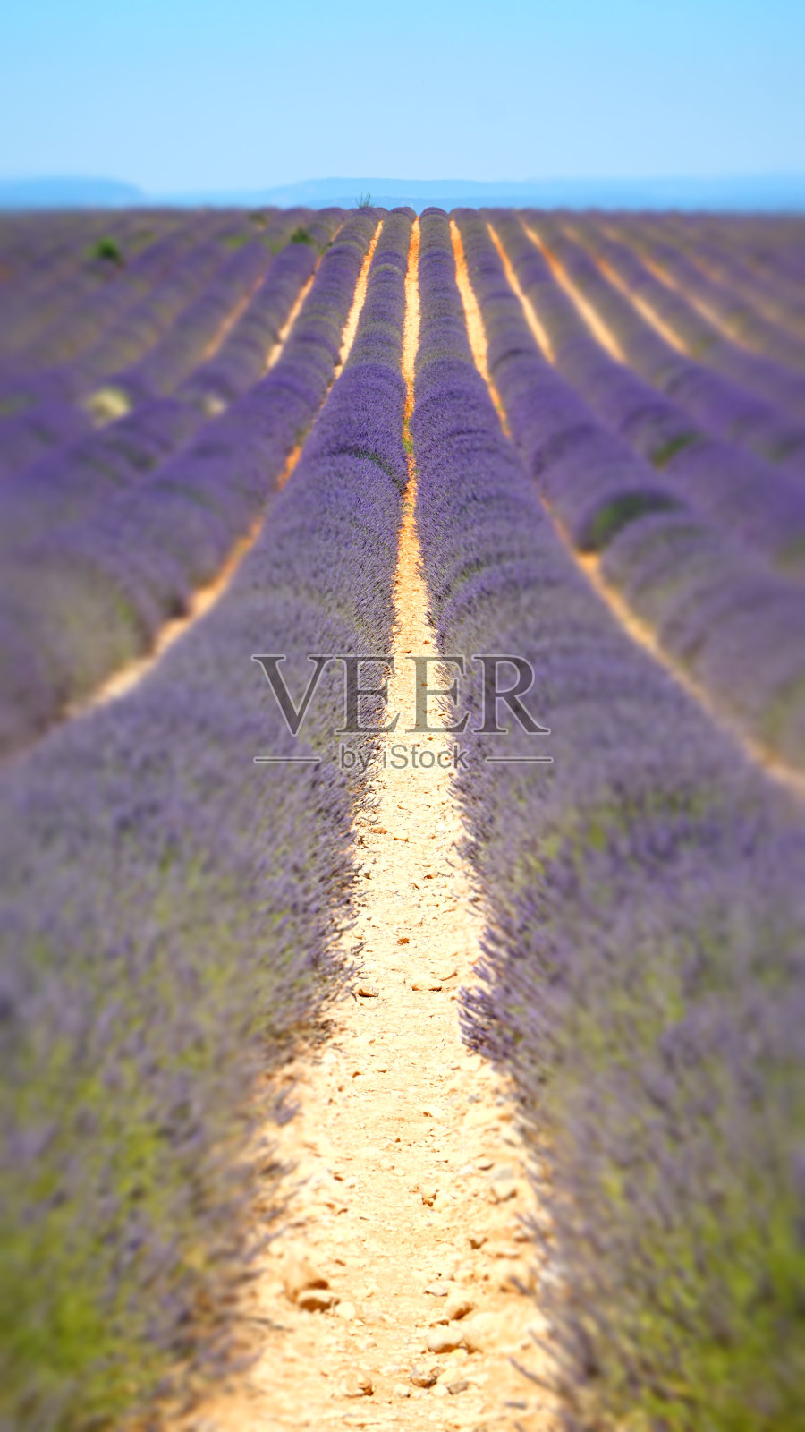 法国东南部上普罗旺斯阿尔卑斯的瓦伦索勒薰衣草田。照片摄影图片