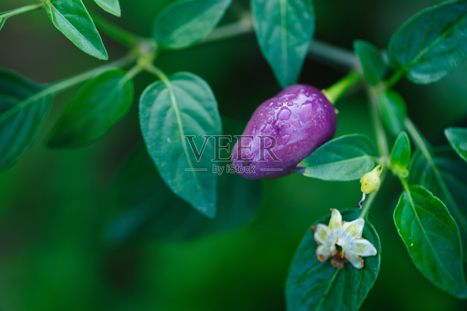 日益丰富多彩的胡椒。有机农业照片摄影图片