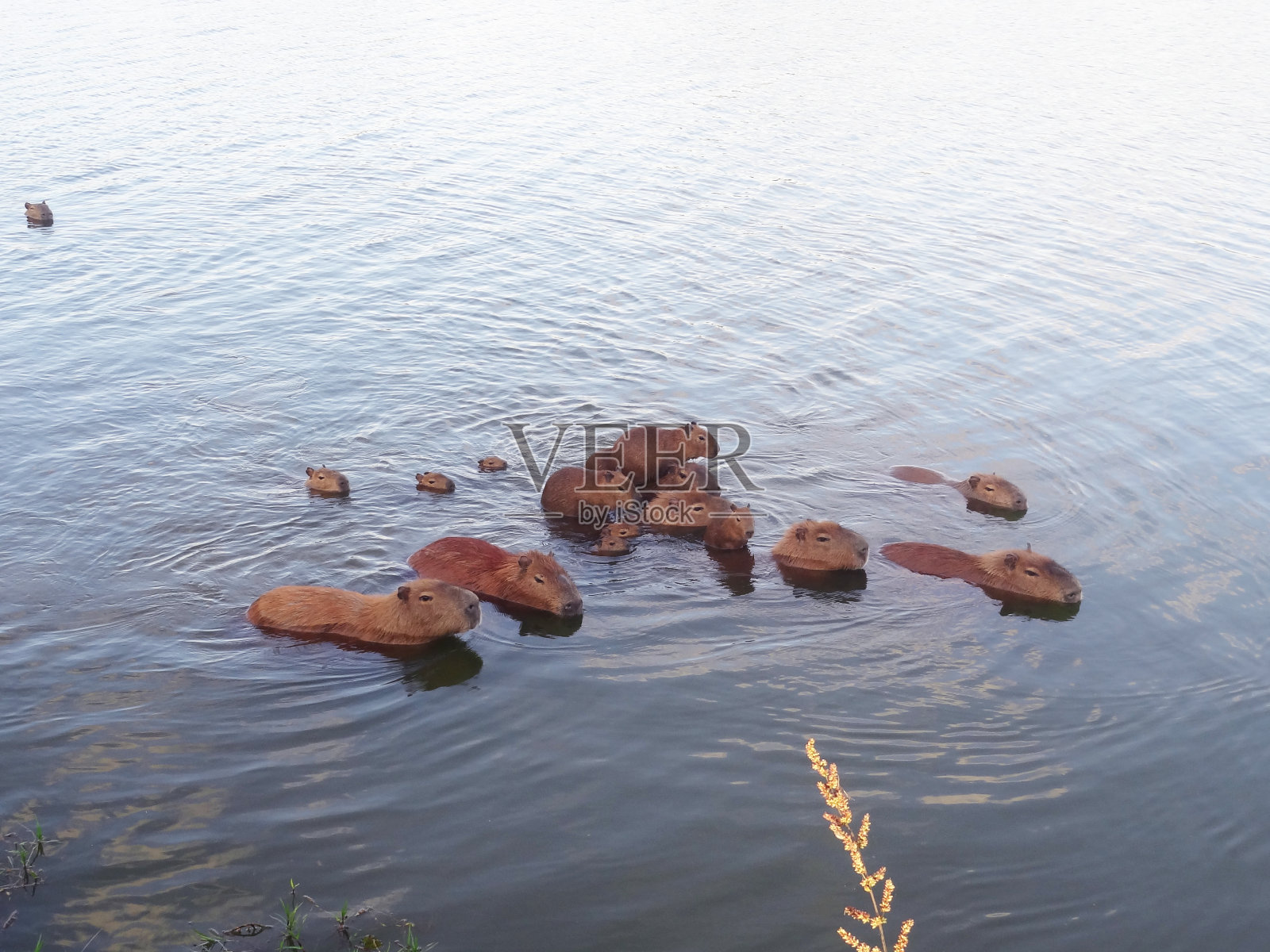 巴西库里蒂巴，水豚一家在湖中游泳照片摄影图片