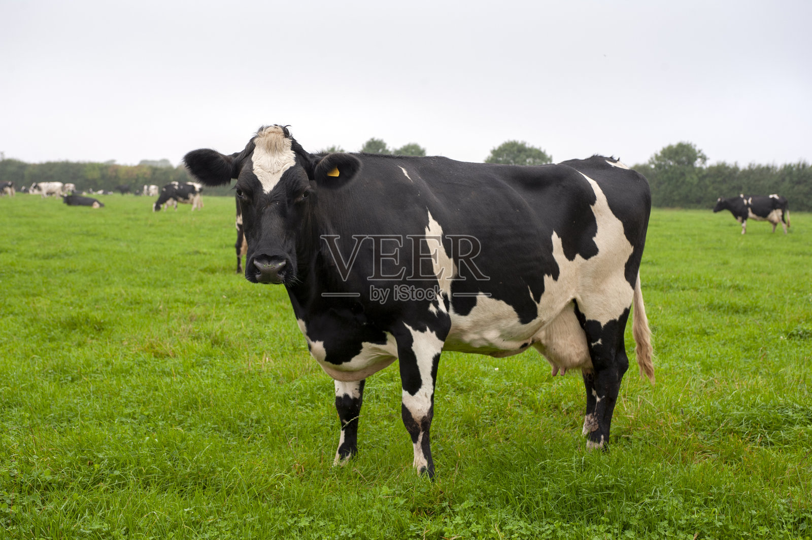荷斯坦牛黑白花奶牛照片摄影图片